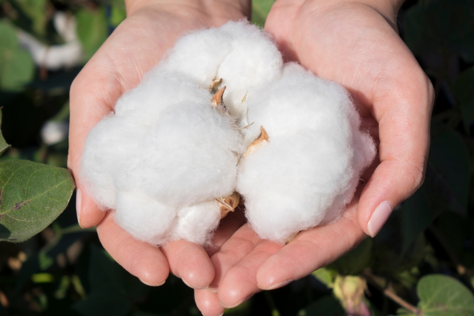 人にも環境にも優しいエシカル素材